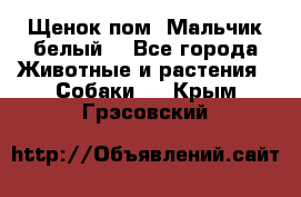 Щенок пом. Мальчик белый  - Все города Животные и растения » Собаки   . Крым,Грэсовский